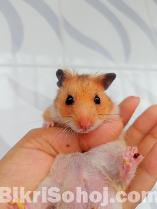 Syrian hamster